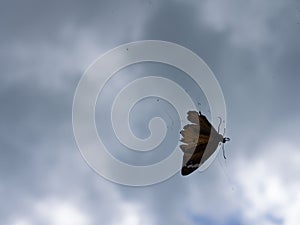 Butterfly Trapped in a Spider Web