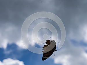 Butterfly Trapped in a Spider Web