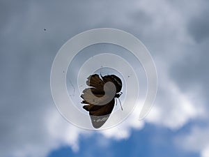Butterfly Trapped in a Spider Web