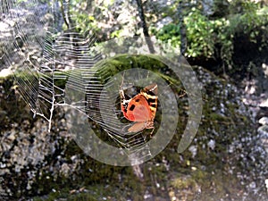 Butterfly trapped photo