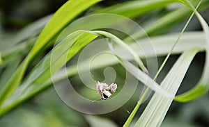 Butterfly trapping on spider web