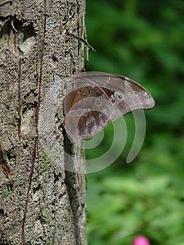 Butterfly on tree photo