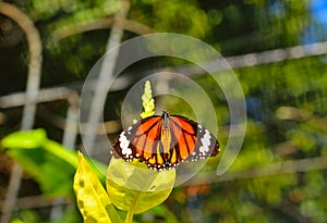 Butterfly on the tree