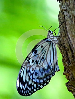 Farfalla sul un albero 