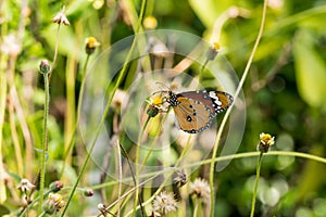 Butterfly on tree