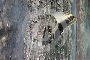 Butterfly on tree