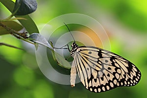 Butterfly,Tree Nymphs