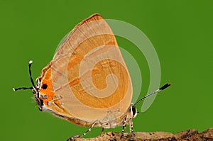 Butterfly on tree,Rapala caerulea