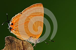 Butterfly on tree,Rapala caerulea