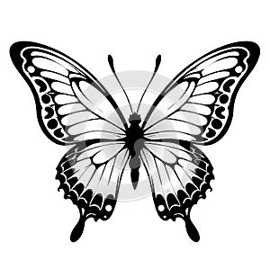 Butterfly tribal tattoo. isolated insect illustration on white and transparent background