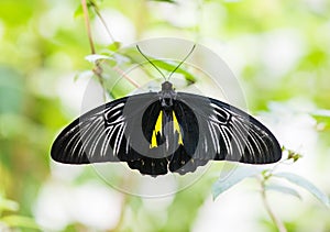 Butterfly troides rhadamantus sits on a plant