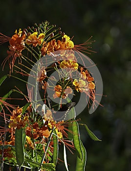 Butterfly on tropical flowers