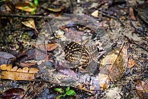 Butterfly in a tropical forest