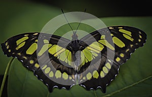 Butterfly on a tropical plant