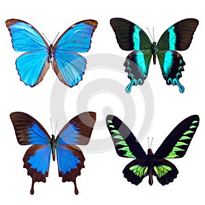 Butterfly tropical set: Morpho menelaus; Papilio blumei; Papilio ulysses; Trogonoptera brooklana