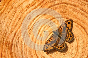 Butterfly on trunk