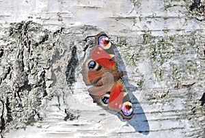 Butterfly on the trunk of a birch