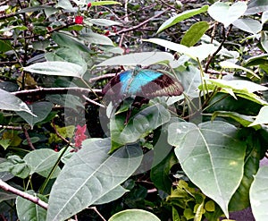 Butterfly. Turquoise and Black.