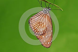 Butterfly on the twig,