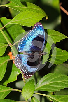 Butterfly - Ulysses Butterfly - Papilio ulysses