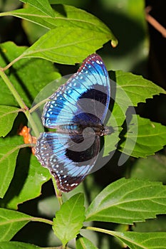 Butterfly - Ulysses Butterfly - Papilio ulysses photo