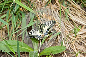 Butterfly ÃÂ umava nature animal insec macro photo