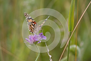Butterfly ÃÂ umava nature animal insec macro flower photo