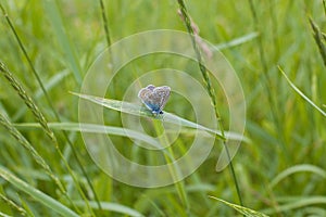 Butterfly Å umava nature insec