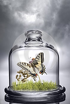 Butterfly under the protection of a glass cap. Environmental