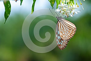 A butterfly upside down hanging and drinking flower nectar