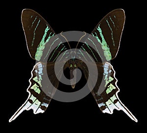 Butterfly Urania leilus