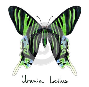 Butterfly Urania Leilus. Watercolor imitation. photo