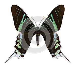 Butterfly Urania leilus photo
