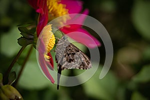 Butterfly of Urbanus genus feeding at natural habitat.