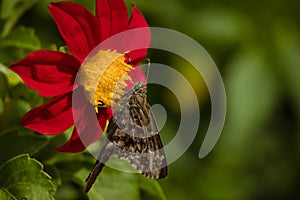 Butterfly of Urbanus genus feeding at natural habitat.