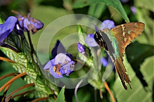 The butterfly Urbanus proteus perched on the flower in the garden