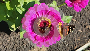 Butterfly Urticaria (Aglais urticae) on a blooming zinnia.