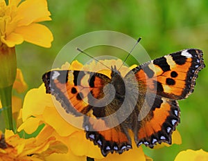 Butterfly urticaria bright colorful very attracts attention