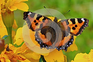 Butterfly urticaria bright colorful very attracts attention