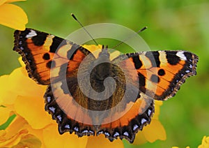 Butterfly urticaria bright colorful very attracts attention