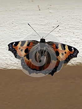 butterfly urticaria close up indoors