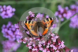 Butterfly urticaria-face sits on a purple flower photo