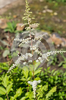 Butterfly urticaria on the flower.