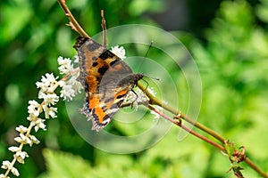 Butterfly urticaria on the flower.