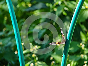 Butterfly urticaria on the flower.