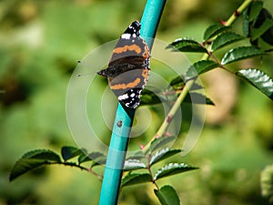 Butterfly urticaria on the flower.