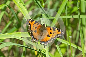 Butterfly urticaria in grass closeup