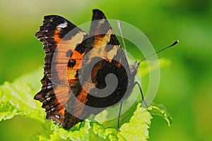 Butterfly urticaria looks very elegant and beautiful