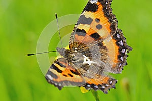 Butterfly urticaria looks very elegant and beautiful