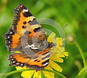 Butterfly urticaria looks very elegant and beautiful